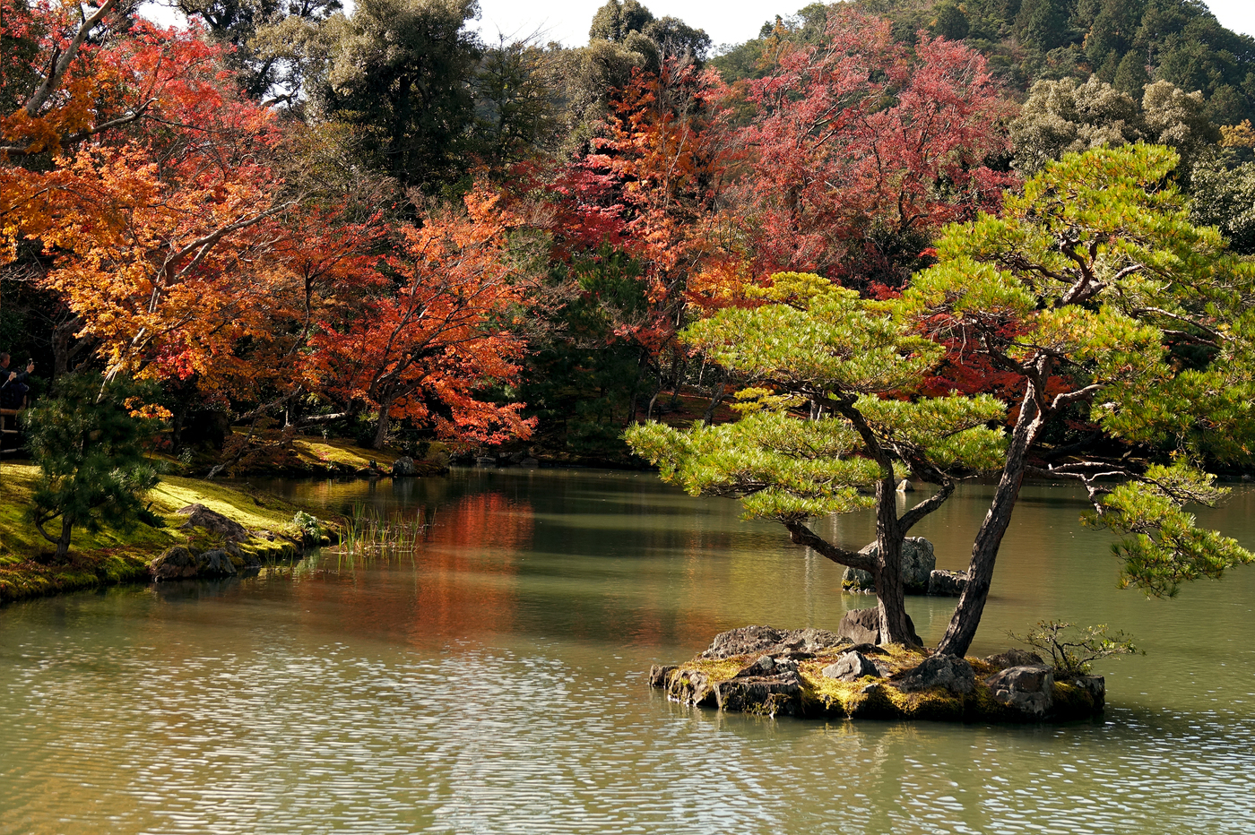 Цветение леса осенью Японии