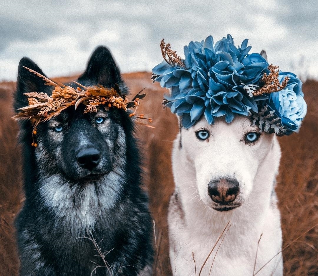 Фото собачки с венком на голове