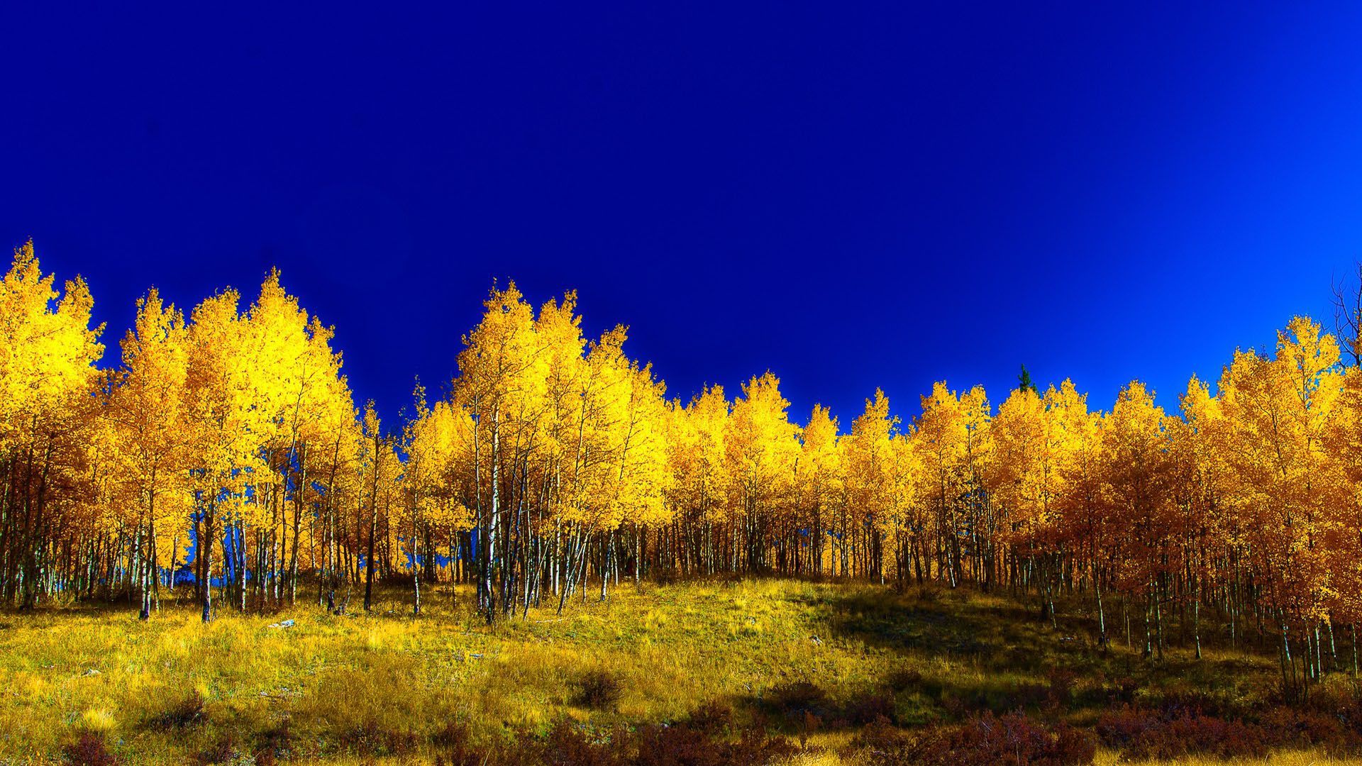 Осенний лес и небо