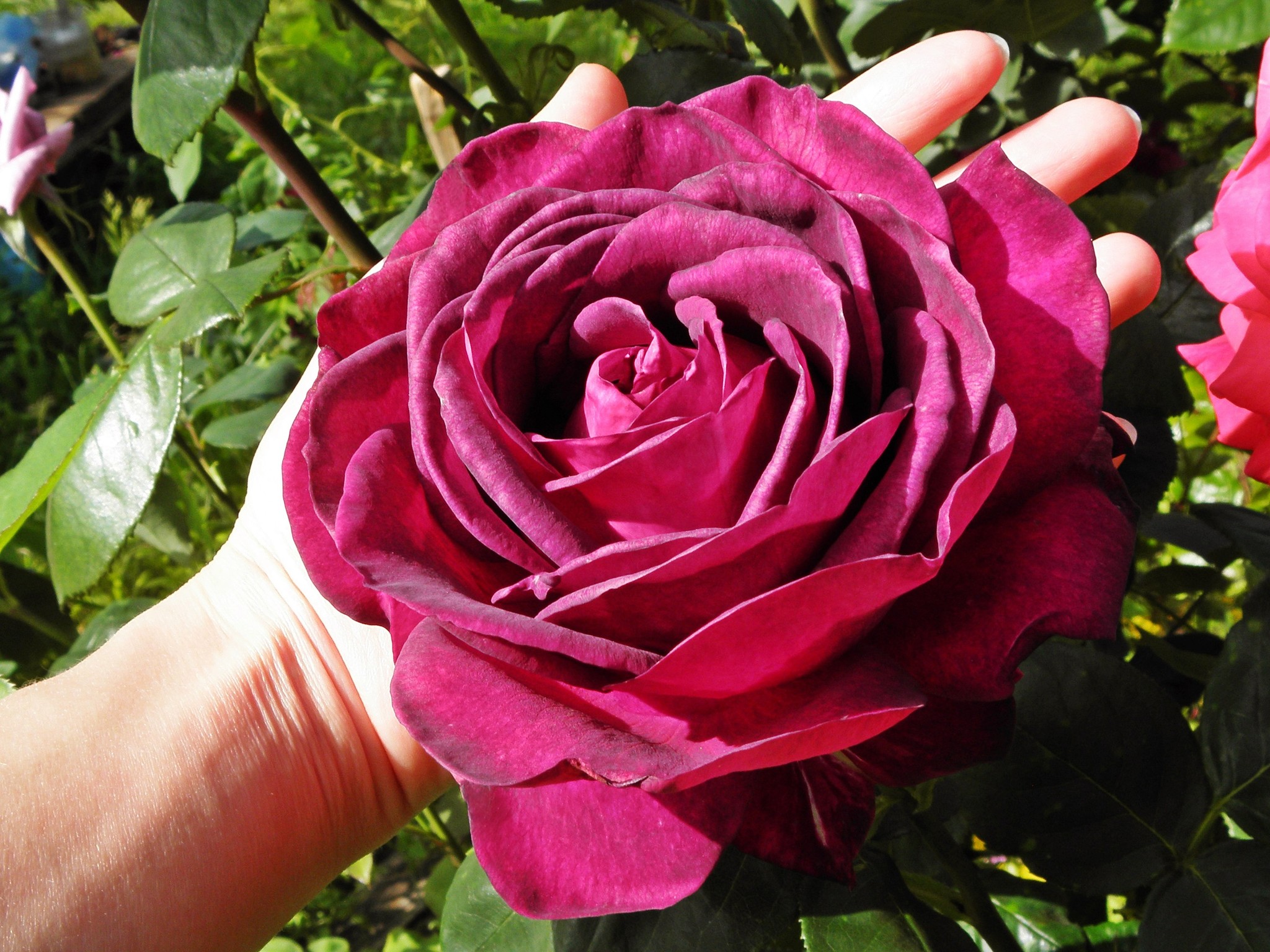 Роза чайно-гибридная (Rosa big Purple)