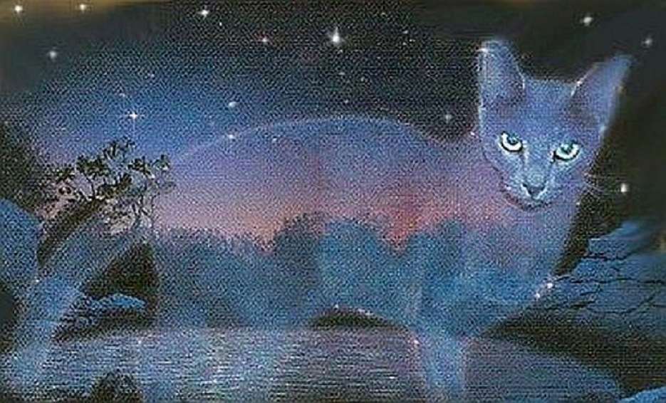 Луна - Кошка из джунглей - 81 фото