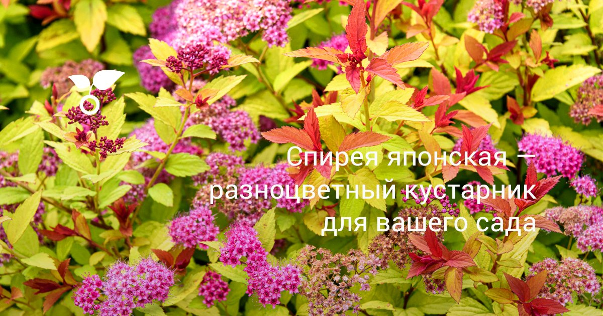 Спирея японская серая. Спирея японская (Spiraea japonica). Спирея Норвежская Грефшайн. Спирея Руберима. Спирея японская Гольфстрим.