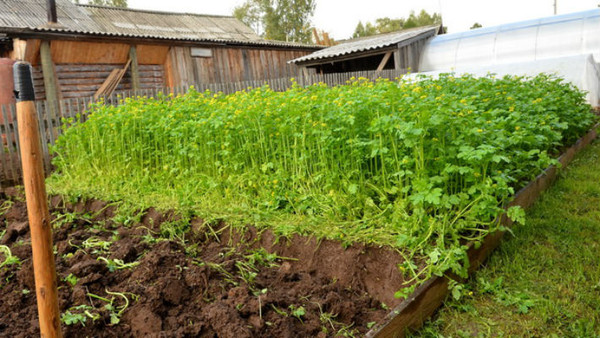 🌾 🌾 🌾 Зачем сеять горчицу на даче. 🌾 🌾 🌾

Если посеять ее за три недели до основной культуры, она избавит от
многих проблем.
Избавить участок от болезней, вредителей и сорняков (одним махом!)
способны сидераты (зеленые удобрения), в частности, горчица (сарептская,
черная и белая). Эта культура легко переносит низкие температуры, так
что сеять ее можно уже в начале мая.

✔ Куда посеять:
Чтобы горчица принесла участку пользу, она должна расти 3 недели. Сейчас
самое время посеять на грядки, предназначенные для томатов, перцев,
баклажанов, огурцов, кабачков, патиссонов, арбузов, дынь и тыкв. Семена
нужно заделать в почву граблями.

Через 3 недели зеленую массу горчицы срезают, измельчают, разбрасывают
по участку и перекапывают. 3 - 4 см вполне достаточно - если заделать
глубже, она хуже станет разлагаться, и пользы будет мало. После этого
участок надо обильно полить и выждать еще неделю. А затем можно
приступать к посадке овощей.

Цветет горчица радостно - ярче настоящего солнышка.

✔ Как это работает:
➤ Против сорняков: в процессе роста горчица выделяет в почву большое
количество специфических веществ - гликозидов, подавляющих рост
вредоносных растений.

➤ Против болезней: эфирные масла сильно тормозят развитие заболеваний -
черная ножка, корневые гнили, различные увядания, ризоктониоз и парша.

➤ Против вредителей: жуки-червяки на дух ее не переносят. Особенно
нематоды и проволочник.

P. S. Если рапс и горчицу высевать каждый год, то через несколько лет
почва заметно улучшится.