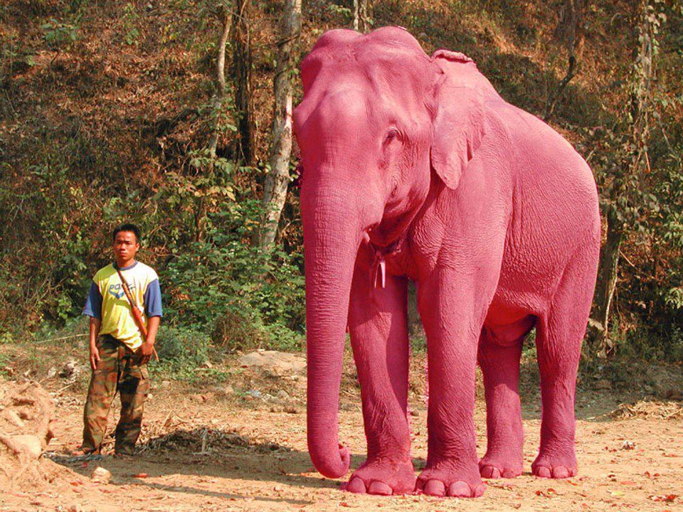 Elephant present. Слон альбинос. Розовый слон. Розовые слоны. Розовый Слоник.