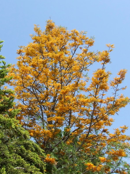 Гревиллея мощная, Шелковый дуб
Grevillea robusta
Семейство Протейные (Proteaceae)
Происхождение: Австралия, острова Новая Каледония, Новая Гвинея, Молуккские, Сулавеси 

Род назван в честь Чарльза Ф. Гревилля, одного из основателей Королевского ботанического общества в Англии (вторая половина XVIII - начало XIX века)

Древесина этого дерева относится к ценным сортам в производстве мебели.

На родине в Австралии ее называют "шелковым дубом" из-за красивого шелковистого опушения на листьях.

Гревиллея мощная широко культивируется в тропиках обоих полушарий как декоративнолиственное, красивоцветущее дерево, часто используется в аллейных посадках. В умеренных широтах выращивается в зимних садах, а молодые небольшие экземпляры прекрасно вписываются в комнатные интерьеры

