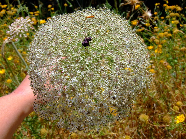 Морковь обыкновенная, Морковь дикая
Daucus carota 
Семейство: Зонтичные / Сельдерейные (Umbelliferae  /Apiaceae) 
Происхождение: Азия 

Народные названия: птичье гнездо, корень птичьего гнезда

Чаще всего двулетний сорняк, обладающий богатством форм. Жизнеспособность семян в почве более 10 лет. 

Первая морковь была черной!
Морковь происходит из Азии. Была известна еще в древности – греки и римляне использовали ее как лечебное растение. Морковь в то время была почти черной, в результате мутации появились желтые сорта, и только в XVIII веке благодаря французским садоводам морковь получила свой аппетитный оранжевый цвет. 

В Англии во времена царствования Елизаветы I цветы, листья и корнеплоды моркови использовались в качестве украшения нарядов и шляп
