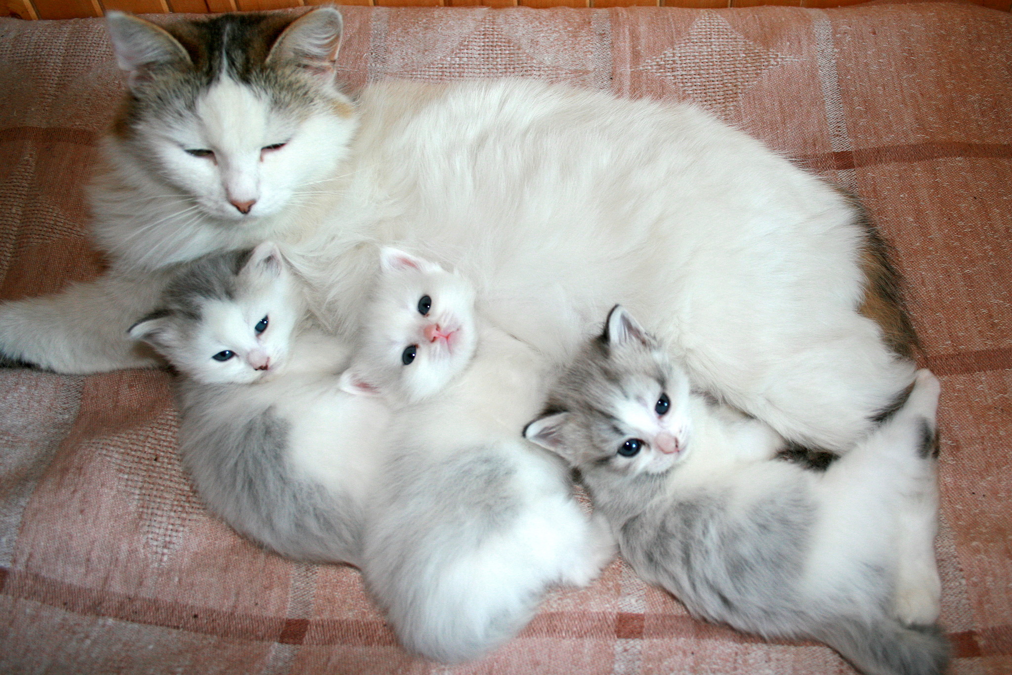 3 котенка. Милые котики семья. Котики с мамой разного цвета. Коты белые семья. Фото 3 котенка и кошка.