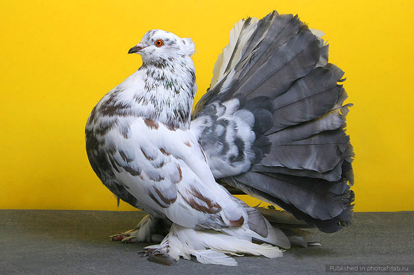 Разведение разных пород голубей. (фото)